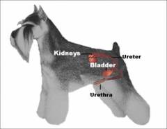 Bladder Stones in Dogs