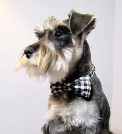 Miniature Schnauzer grooming