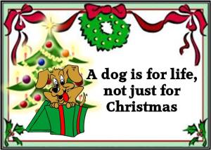dog for life, not for christmas