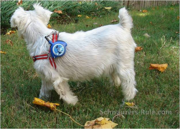 Leash locket sales