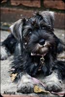 miniature schnauzer alegria