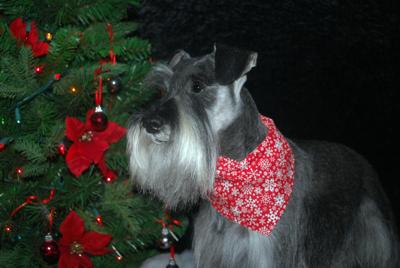 Miniature Schnauzer, Albert's Christmas portrait <br> Taken one week before he passed away