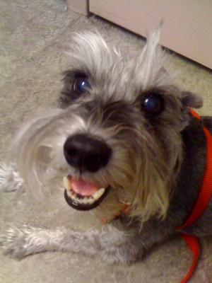 Miniature Schnauzer,, My last picture of my sweet angel.  11/28/99-5/19/10