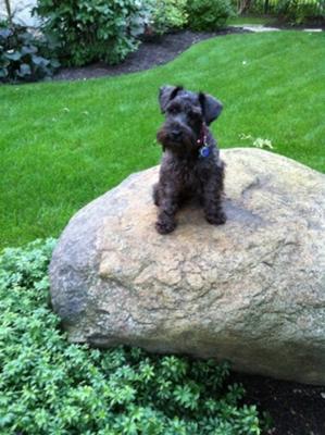 Miniature Schnauzer Abby