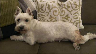 White Mini Schnauzer Adele