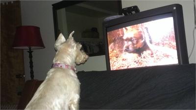 Adele loves watching Animal Planet