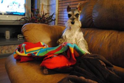 Miniature Schnauzer Angel