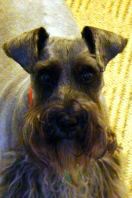 Miniature Schnauzer Archie 