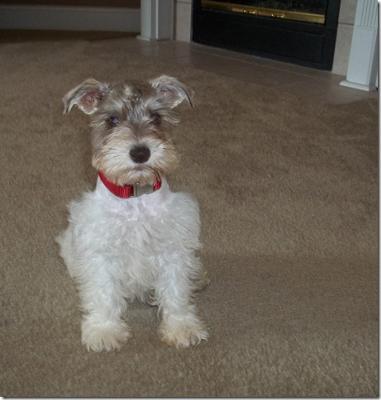 Baron's first day at home. How sweet is this face?