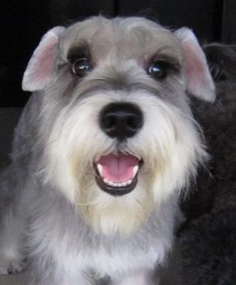 Miniature Schnauzer Baubles