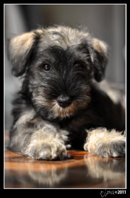 Miniature Schnauzer Bella