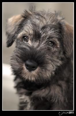 Mini Schnauzer Puppy Bella