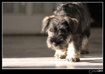 Miniature Schnauzer Puppy Bella