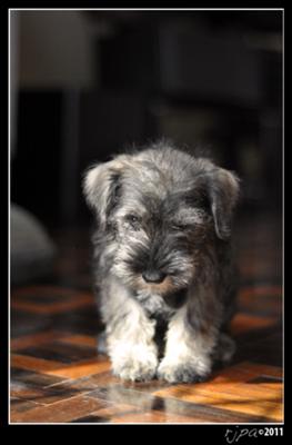 Miniature Schnauzer Puppy Bella