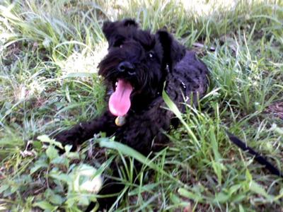 Miniature Schnauzer Bentley