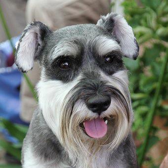 grumpy schnauzer