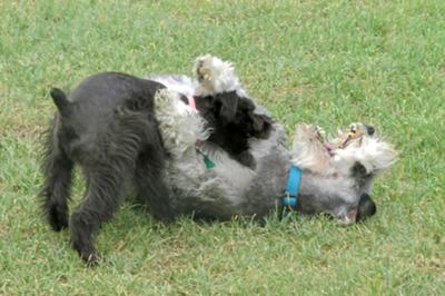 Mini Schnauzer Ellie Mae TICKLES Schnauzer Bevo