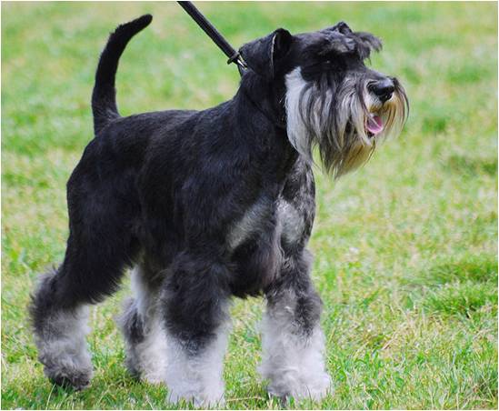 schnauzer with undocked tail