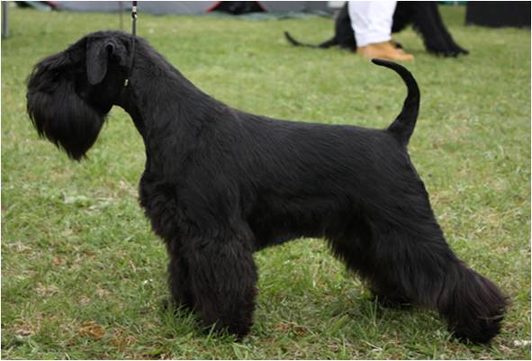 black schnauzer