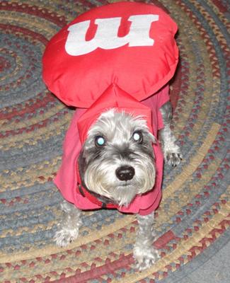 Red M&M Schnauzer