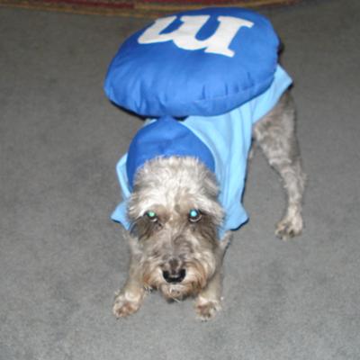 Blue M&M Schnauzer