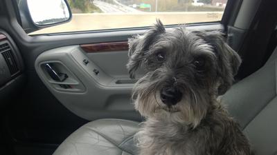 Miniature Schnauzer Bodie