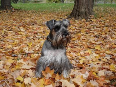 Posing for the camera in the fall