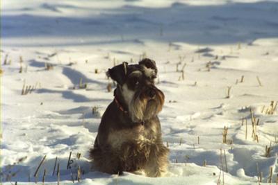 love snow