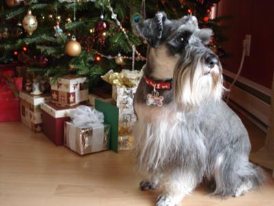 waiting for santa
