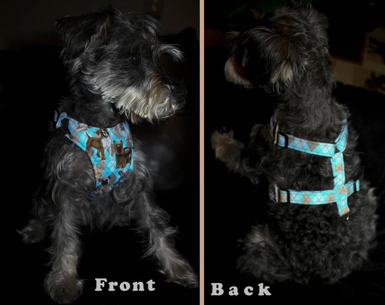 dog harness