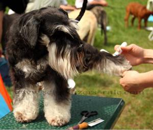 schnauzer puppy grooming