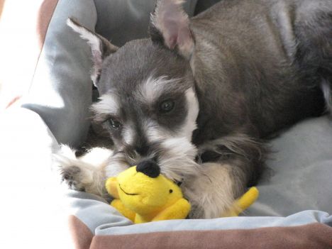 Miniature Schnauzer Puppy