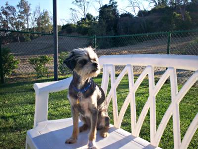 Casey, Queen of the Dog Park