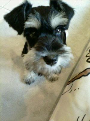 Miniature Schnauzer Casper