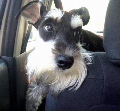 Casper loves car rides