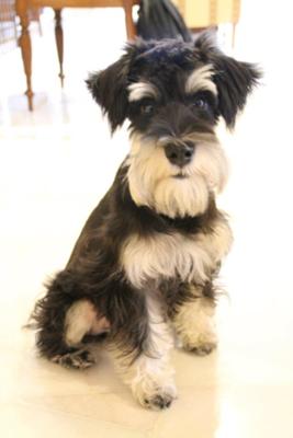 Schnauzer Casper the day before groom