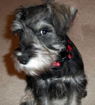 Miniature Schnauzer Charlie Leo