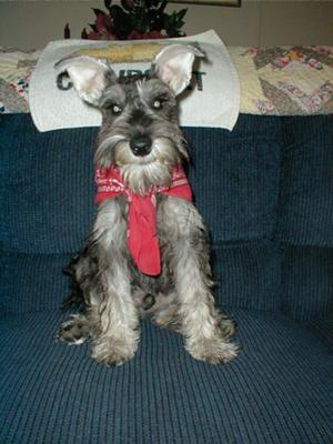 Miniature Schnauzer Chevy