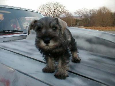 Miniature Schnauzer Chevy