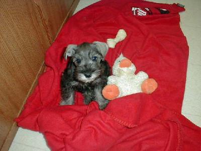 Miniature Schnauzer Chevy