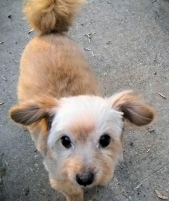 Chinese crested powder puff hot sale mix