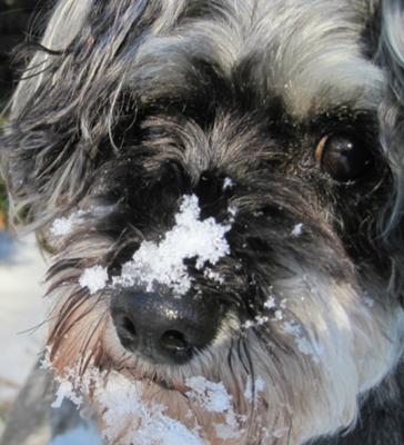 Miniature Schnauzer CJ