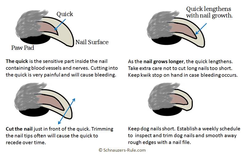 should you cut puppies nails