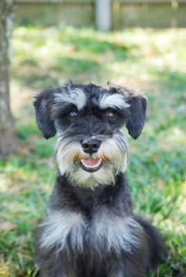 Miniature Schnauzer Cosmo