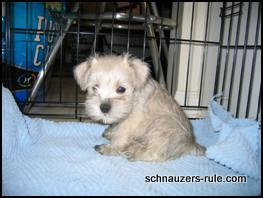 puppy training, crate training