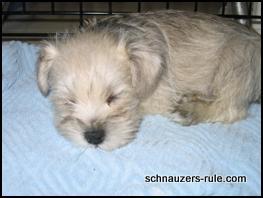 miniature schnauzer puppy