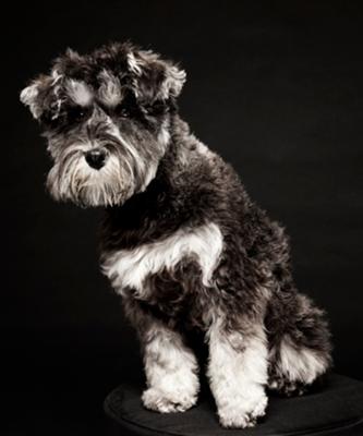 Miniature Schnauzer Darcey