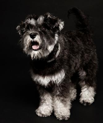 Mini Schnauzer Darcey at photo shoot