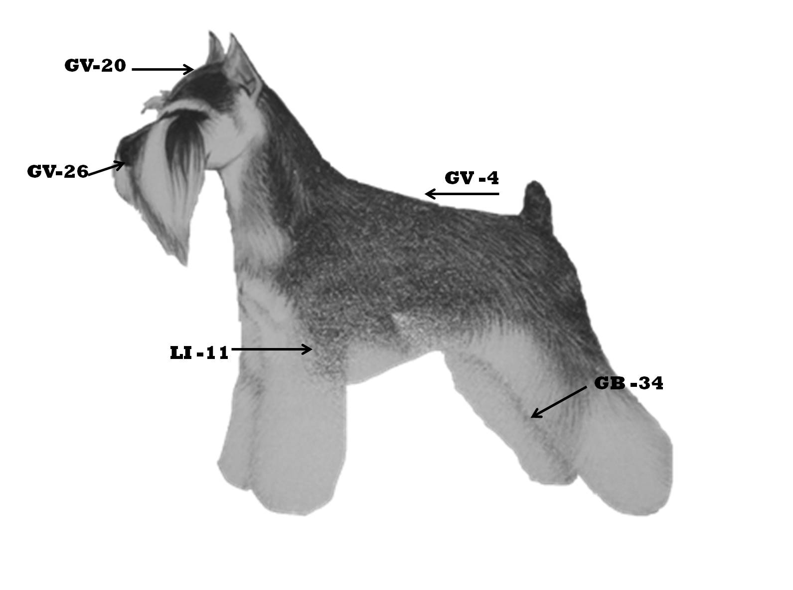 Canine Acupressure Points Chart