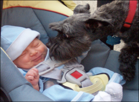 dogs and babies